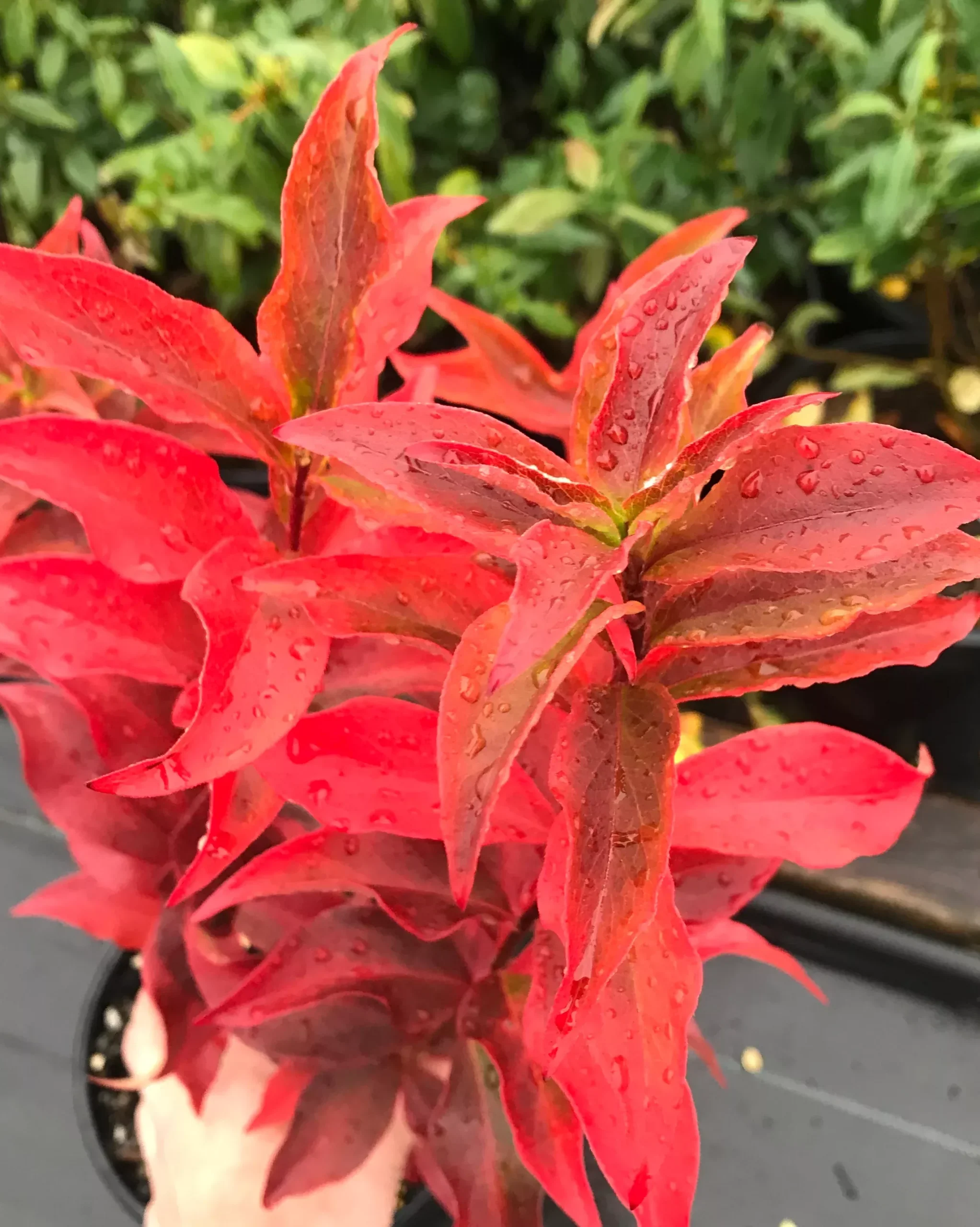 Hardy Abelia