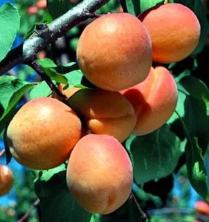 Harglow Apricot