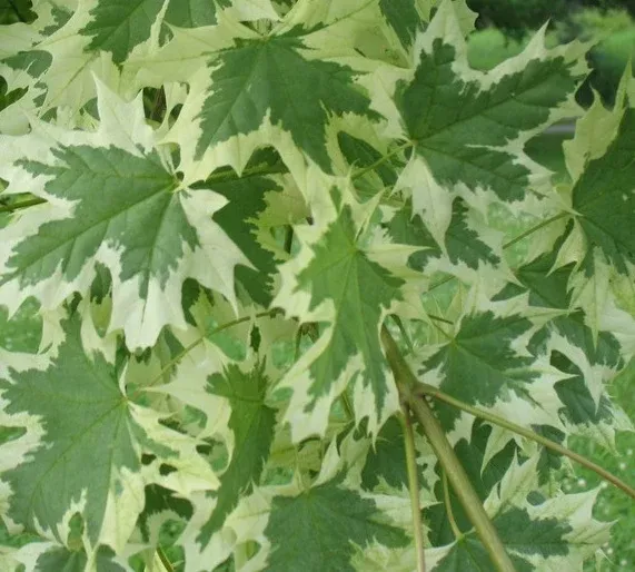 Harlequin Maple