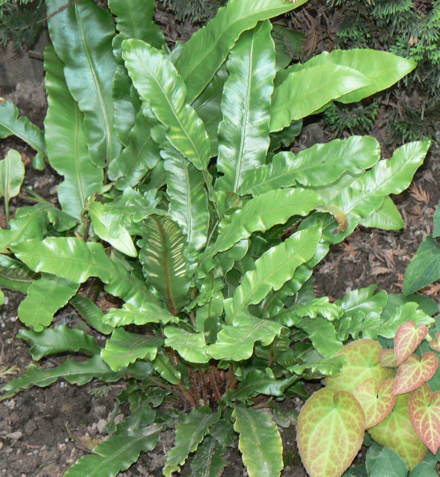 Hart's Tongue Fern