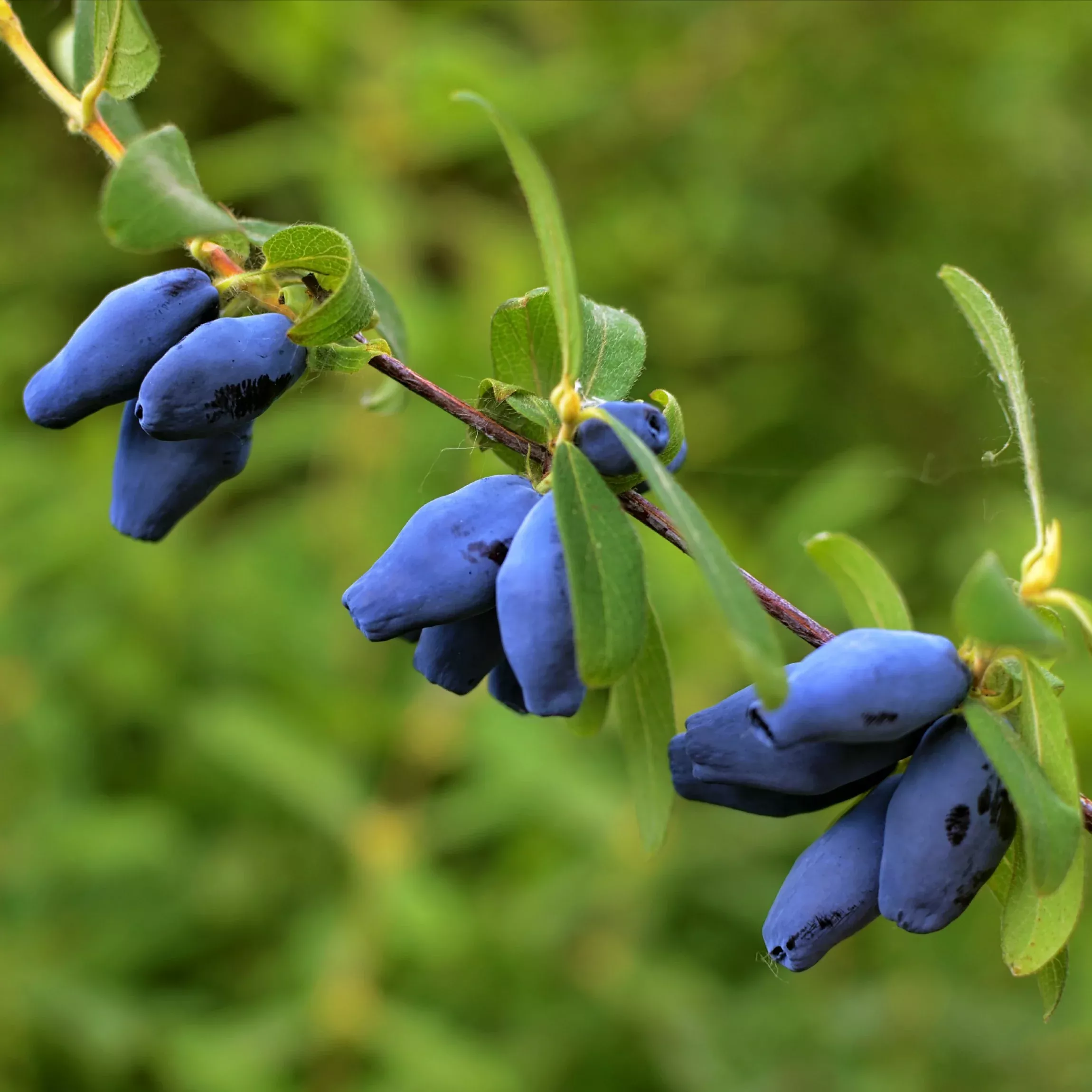 Haskap Berry - Tundra 2 Pack