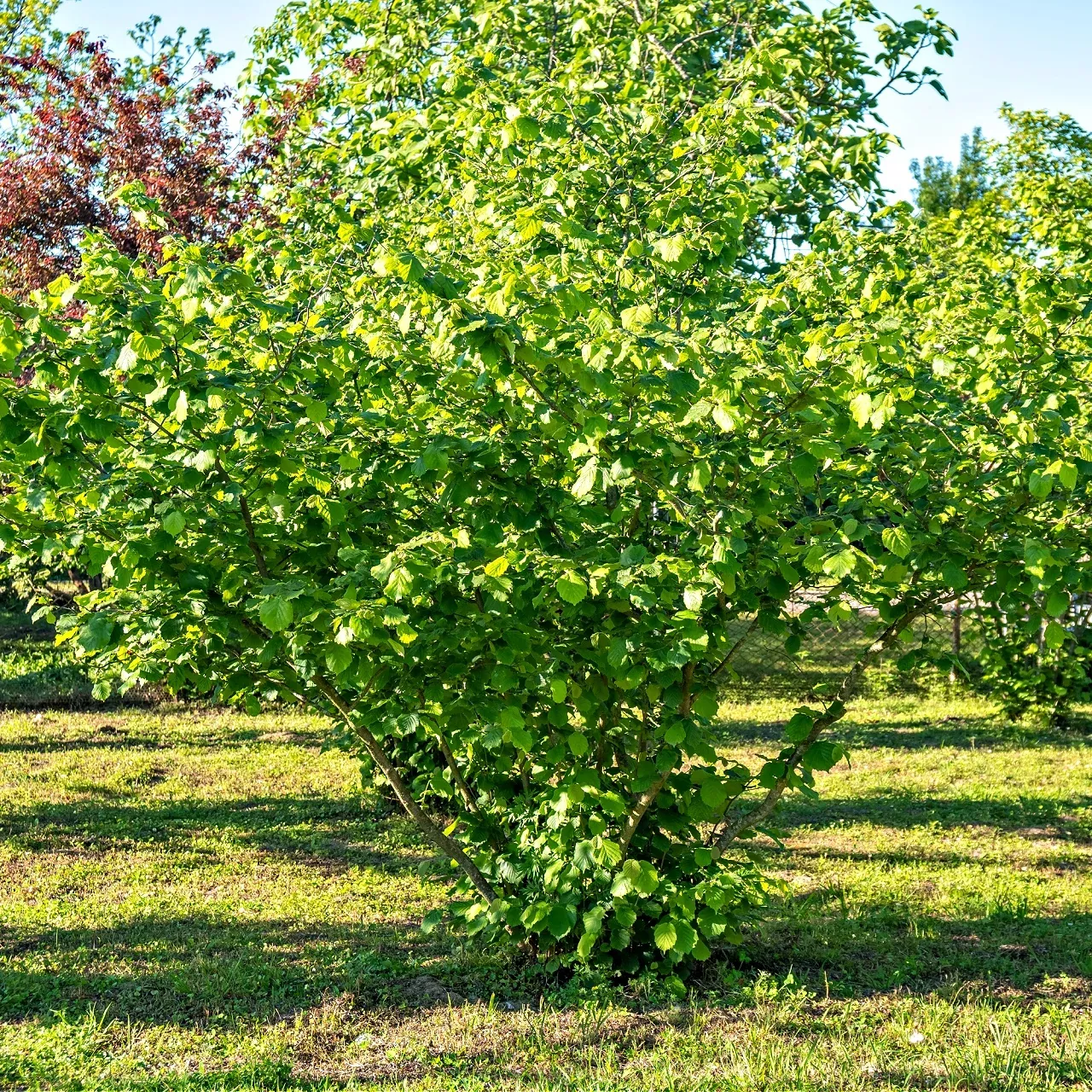 Hazelnut Tree