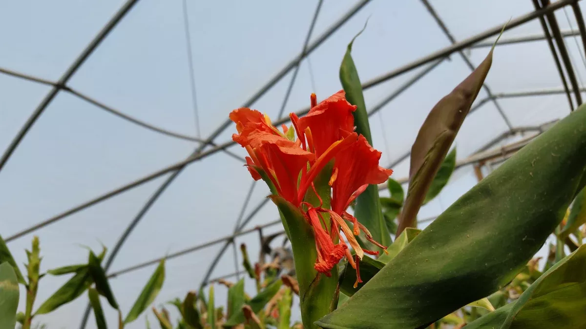 Hedychium coronarium "Red Himalayan Ginger"