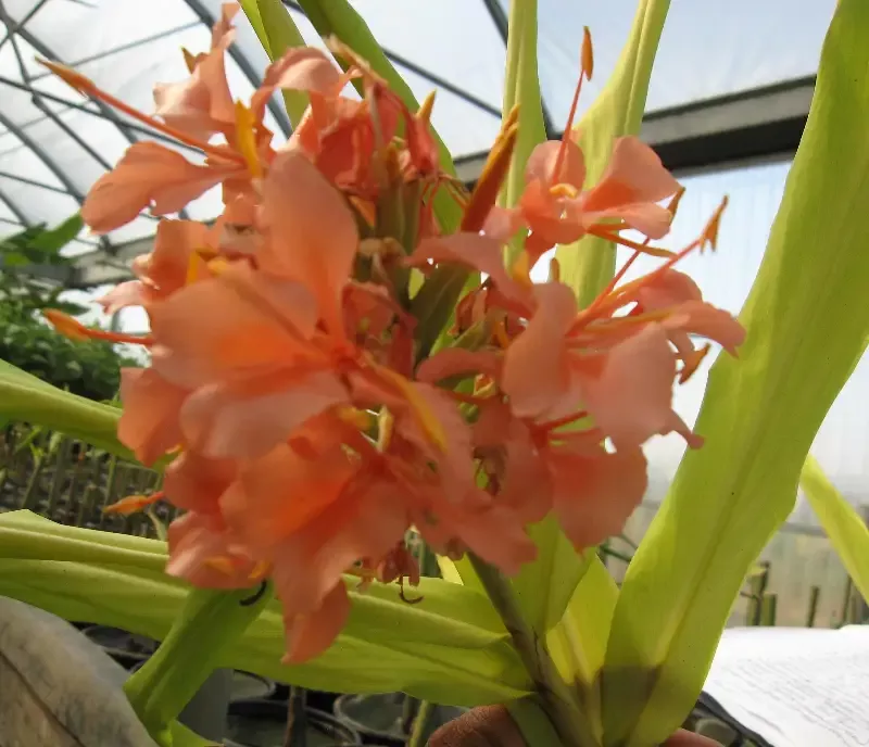 Hedychium "Elizabeth" (Pink Butterfly Ginger)