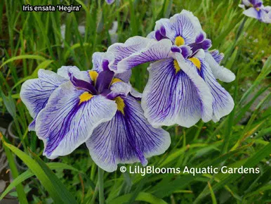 'Hegira' Japanese Iris (Iris ensata) aquatic iris for ponds