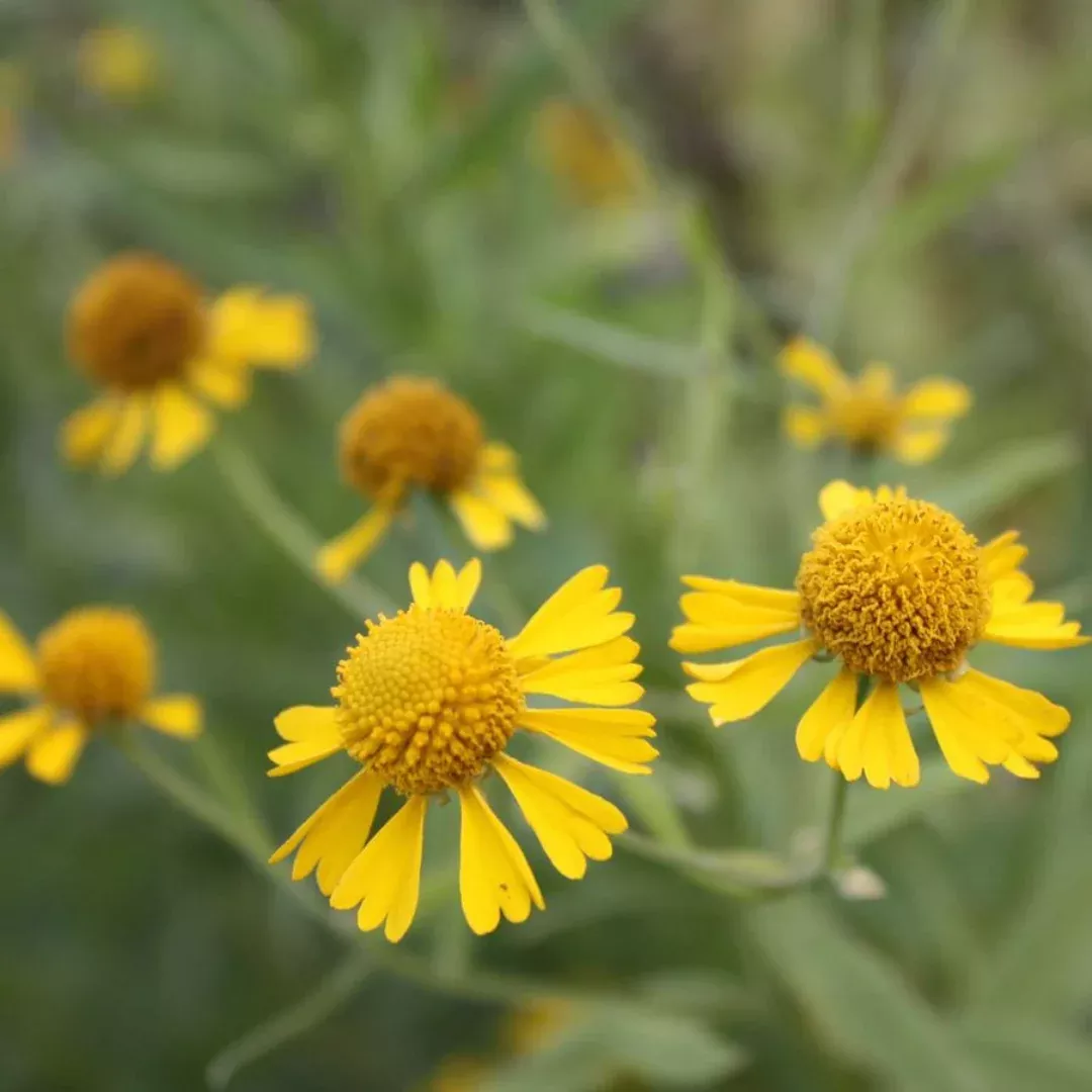 Helenium autumnale