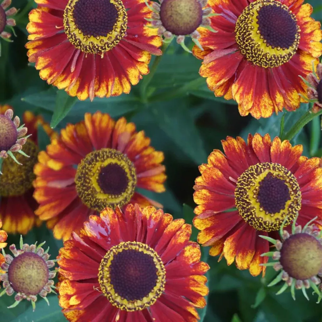 Helenium 'Mariachi Bandera'