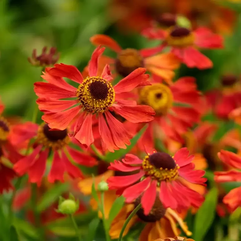 Helenium 'Mariachi Salsa'