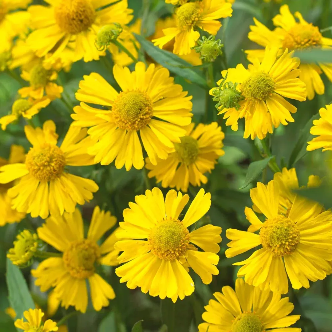 Helenium 'Mariachi Sombrero'