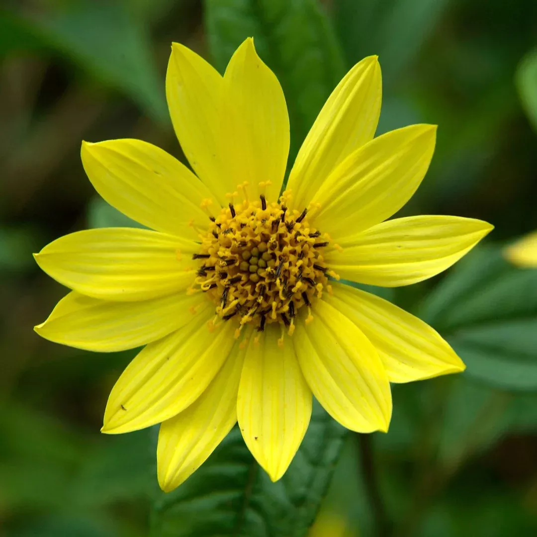 Helianthus 'Lemon Queen'