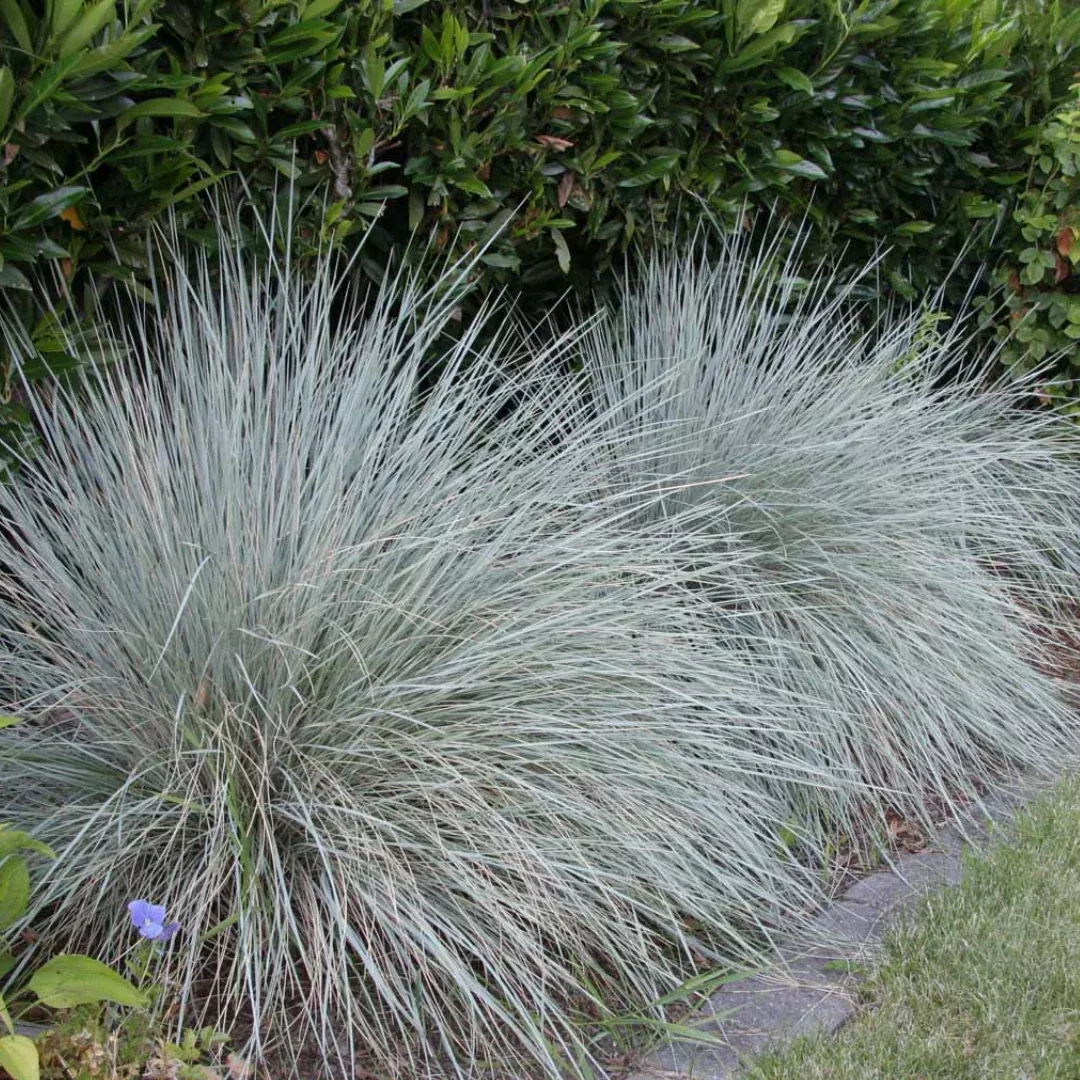 Helictotrichon 'Sapphire'