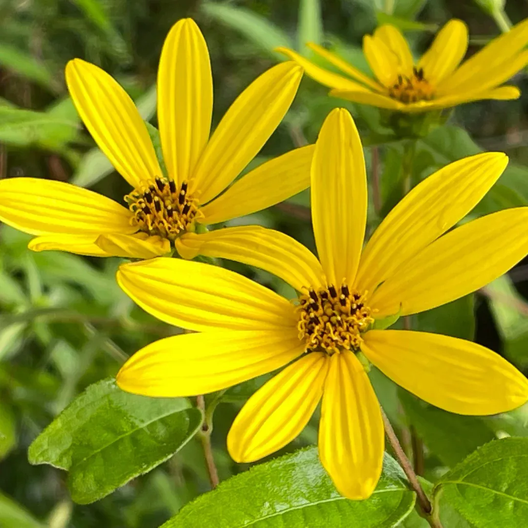 Heliopsis helianthoides