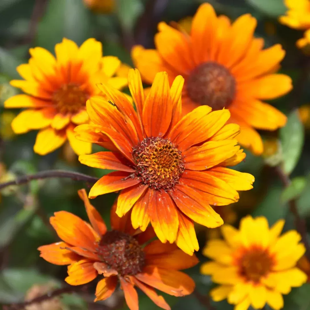 Heliopsis 'Summer Eclipse'