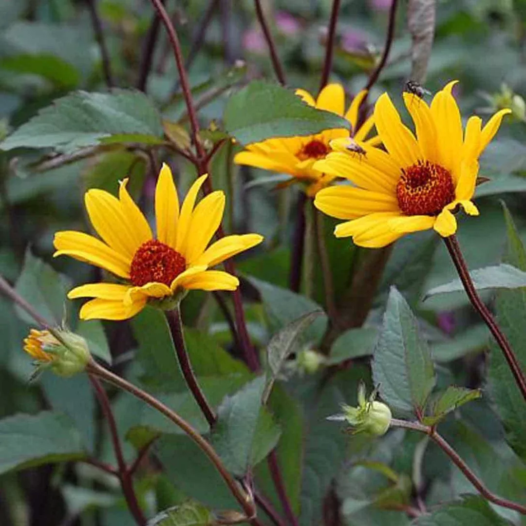 Heliopsis 'Summer Night'