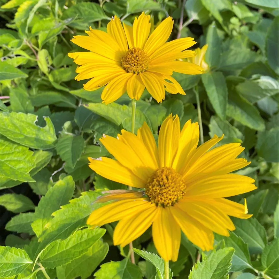 Heliopsis 'Summer Sun'