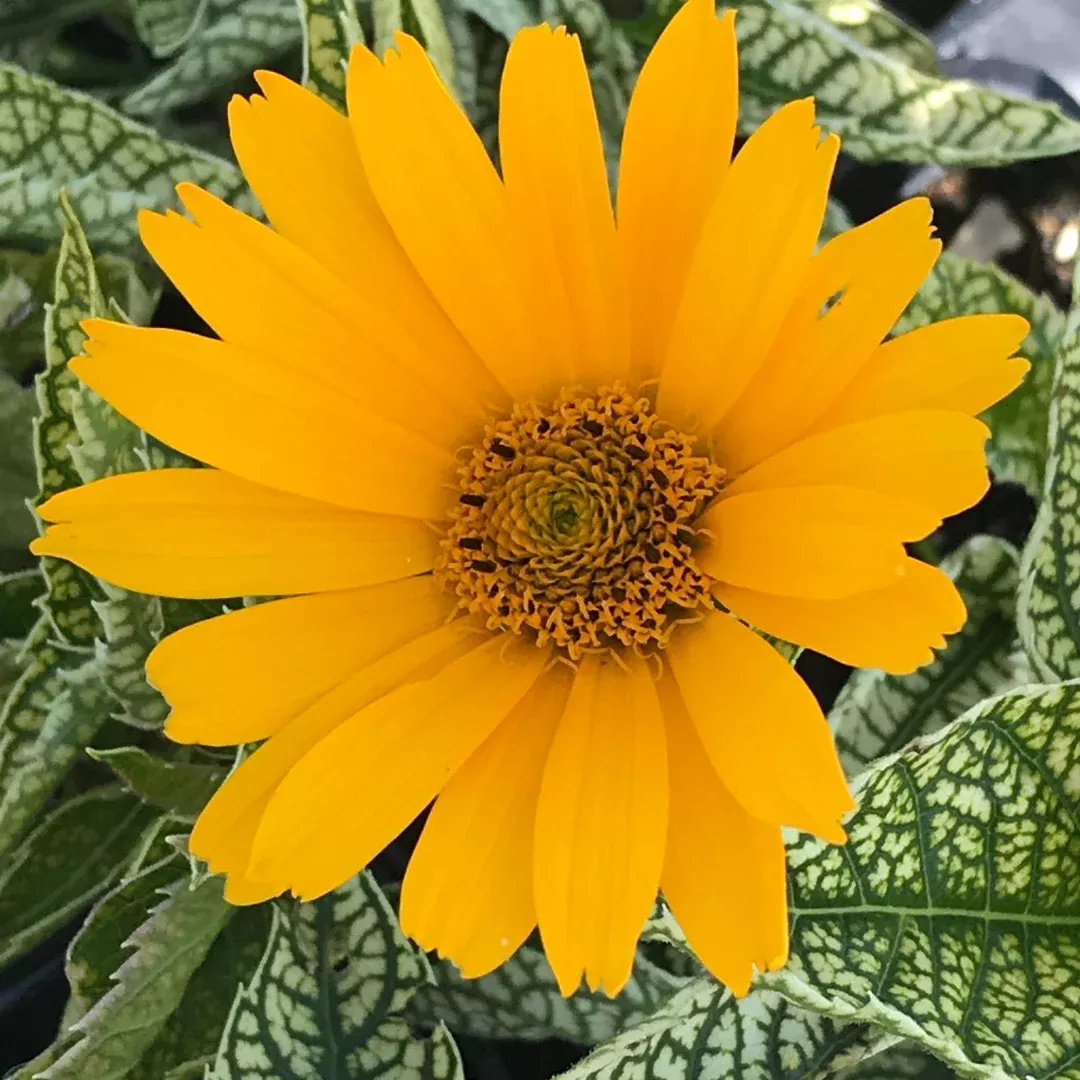 Heliopsis 'Sunstruck'