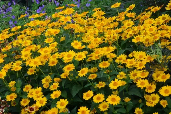 Heliopsis 'Tuscan Sun'