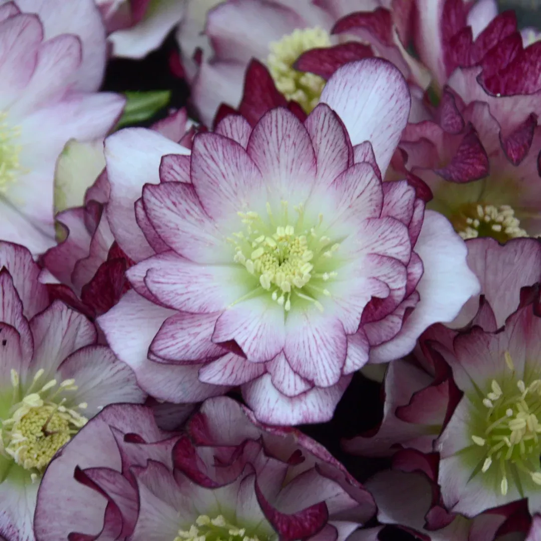 Helleborus 'Blushing Bridesmaid'