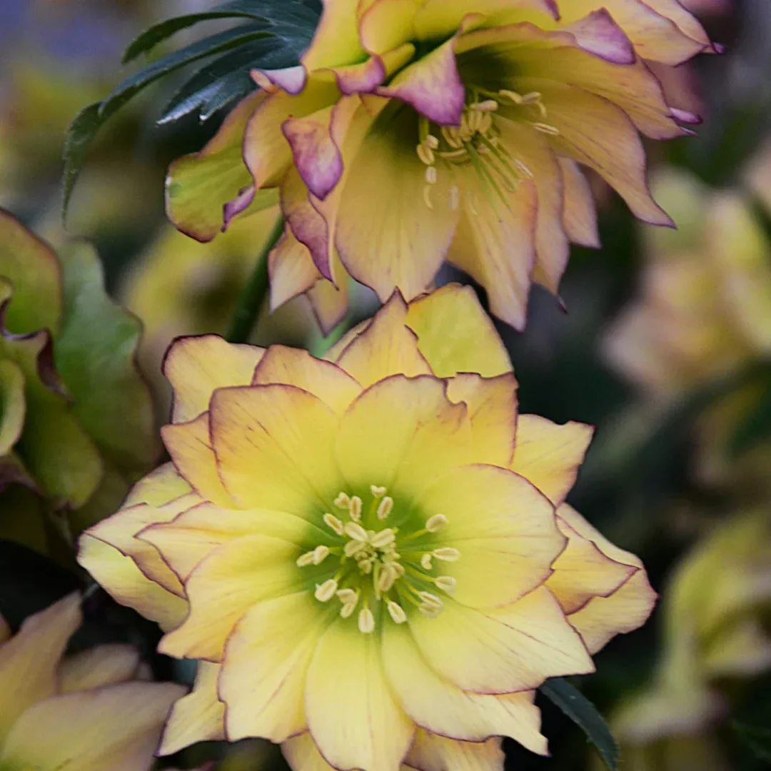 Helleborus 'First Dance'