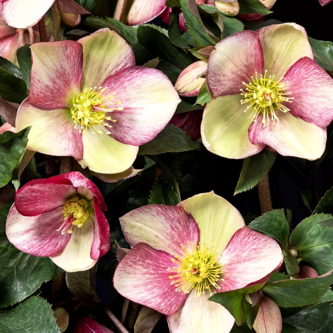 Helleborus 'Ice N' Roses Dark Picotee'