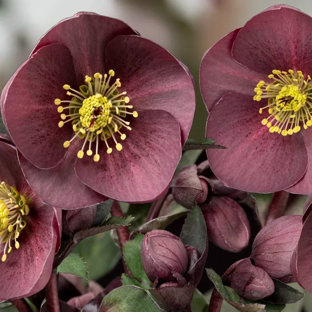 Helleborus 'Ice N' Roses Nightingale'
