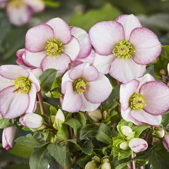 Helleborus 'Ice N' Roses Picotee'