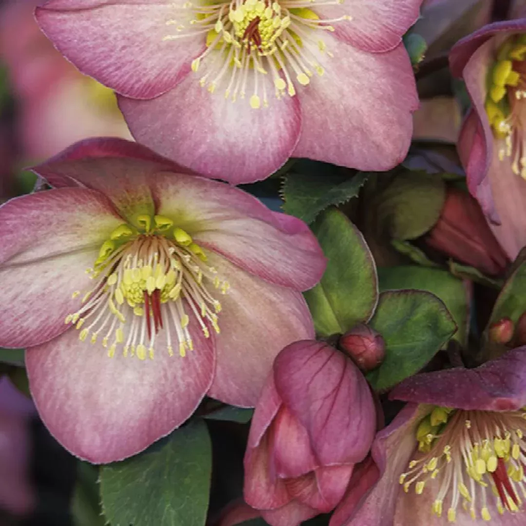 Helleborus 'Ice N Roses Rose'
