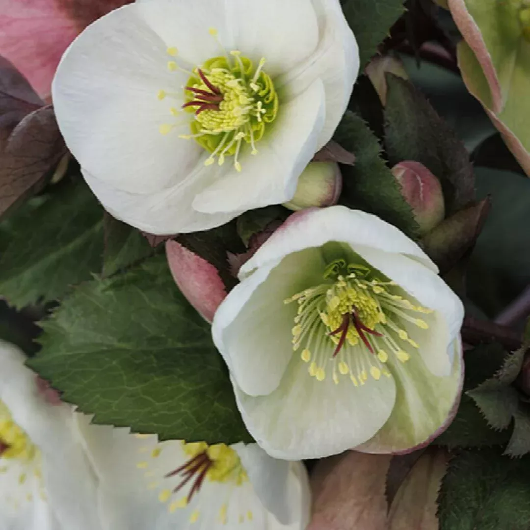 Helleborus 'Ice N Roses White'