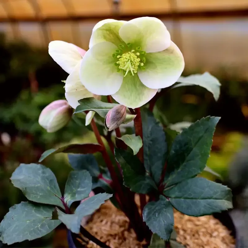Helleborus 'Ivory Prince'