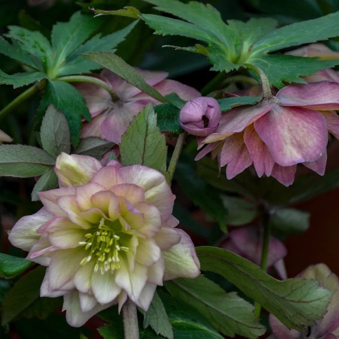 Helleborus 'Mother Bride'