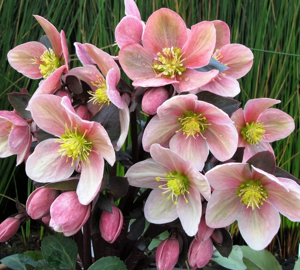 Helleborus 'Pink Frost'