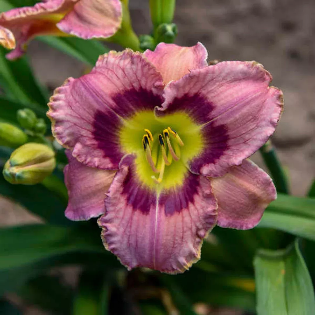 Hemerocallis 'Always Afternoon'