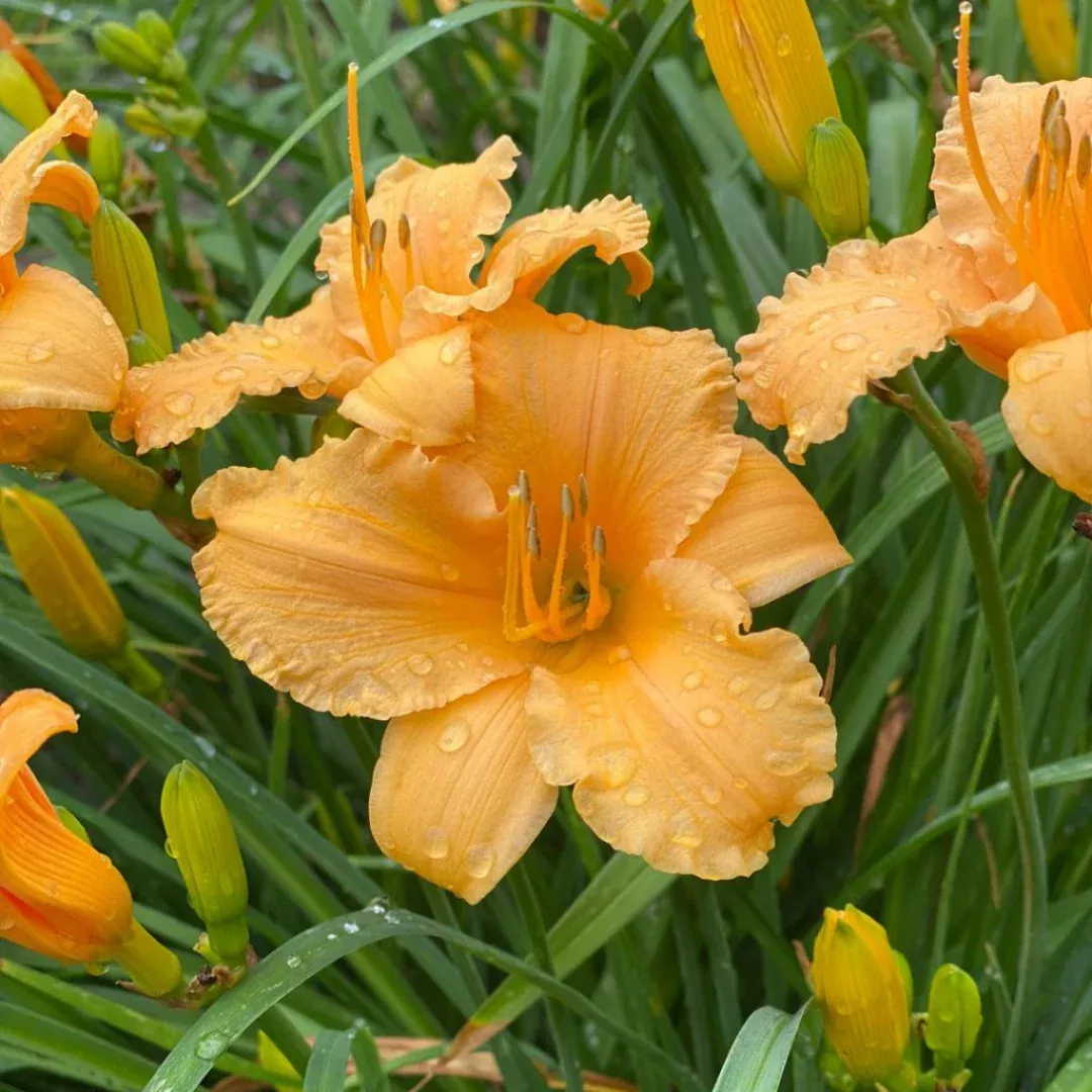 Hemerocallis 'Apricot Sparkles'