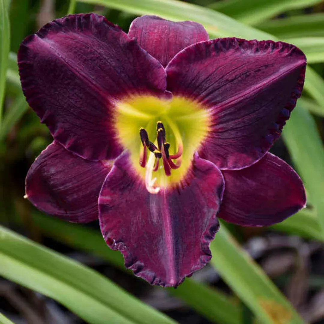 Hemerocallis 'Bela Lugosi'
