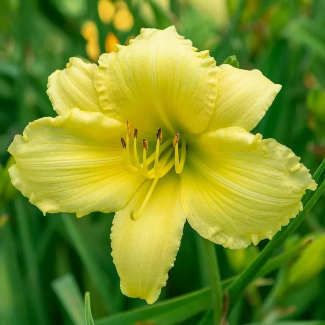 Hemerocallis 'Big Time Happy'