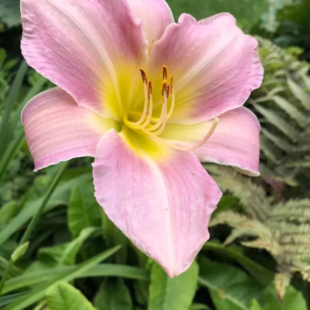 Hemerocallis 'Catherine Woodbury'