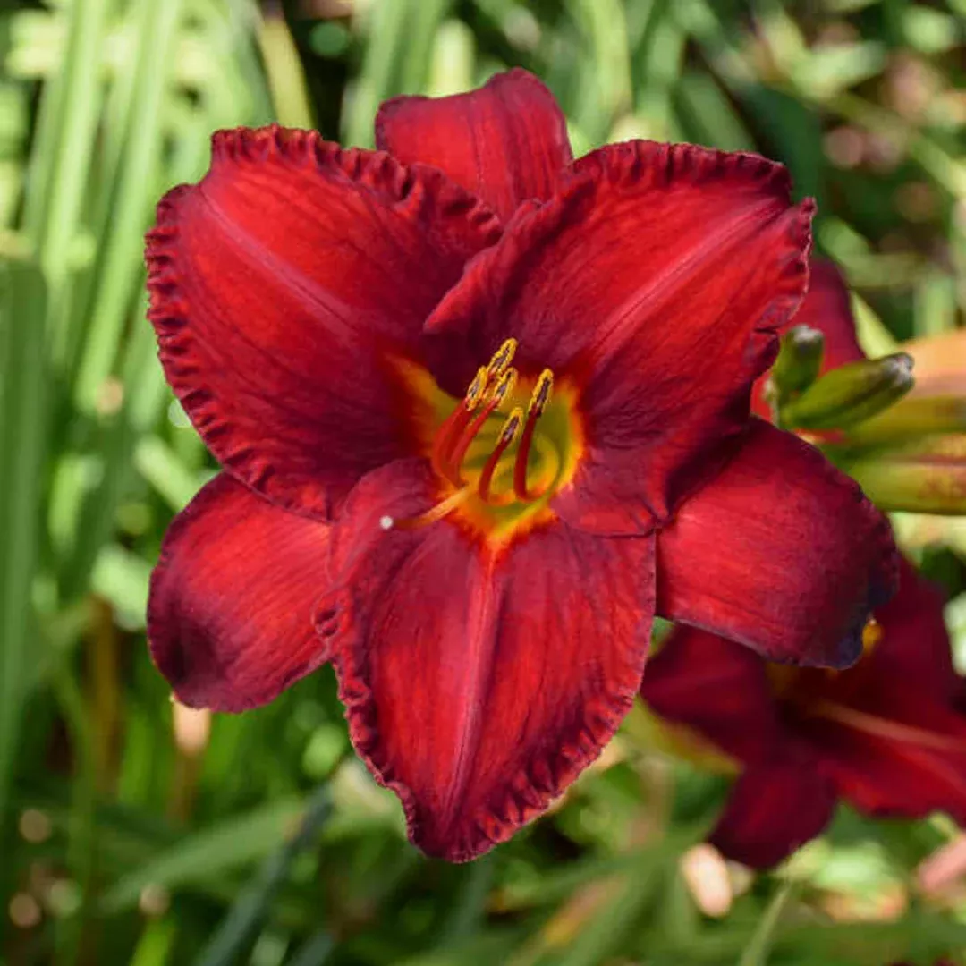 Hemerocallis 'Chicago Apache'