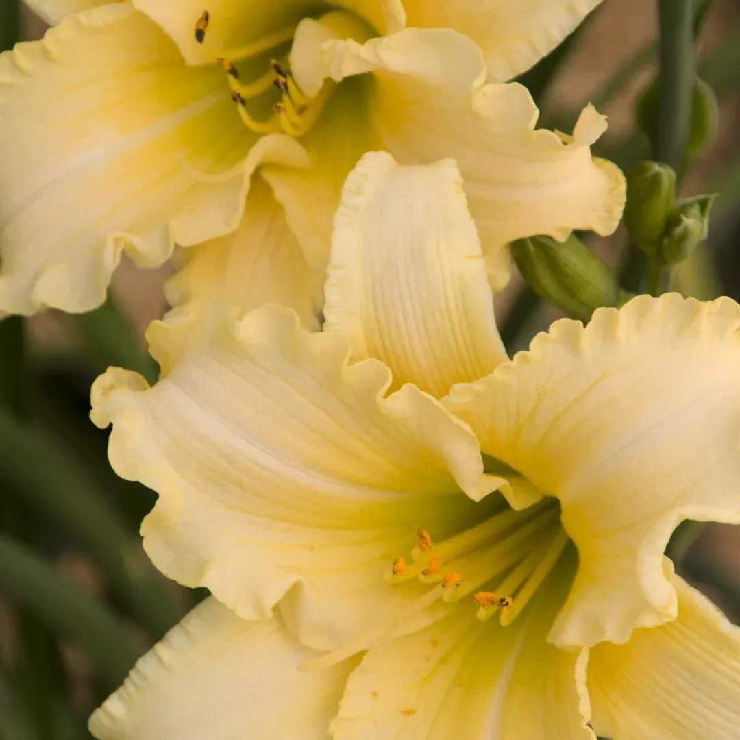 Hemerocallis 'Every DayLily Cream'