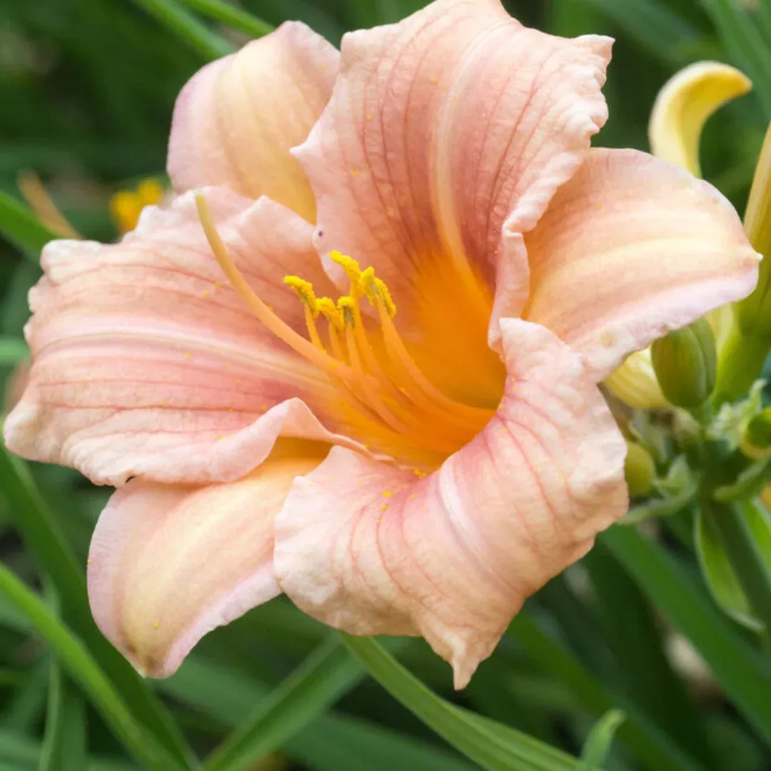Hemerocallis 'Every Daylily Pink Wing'