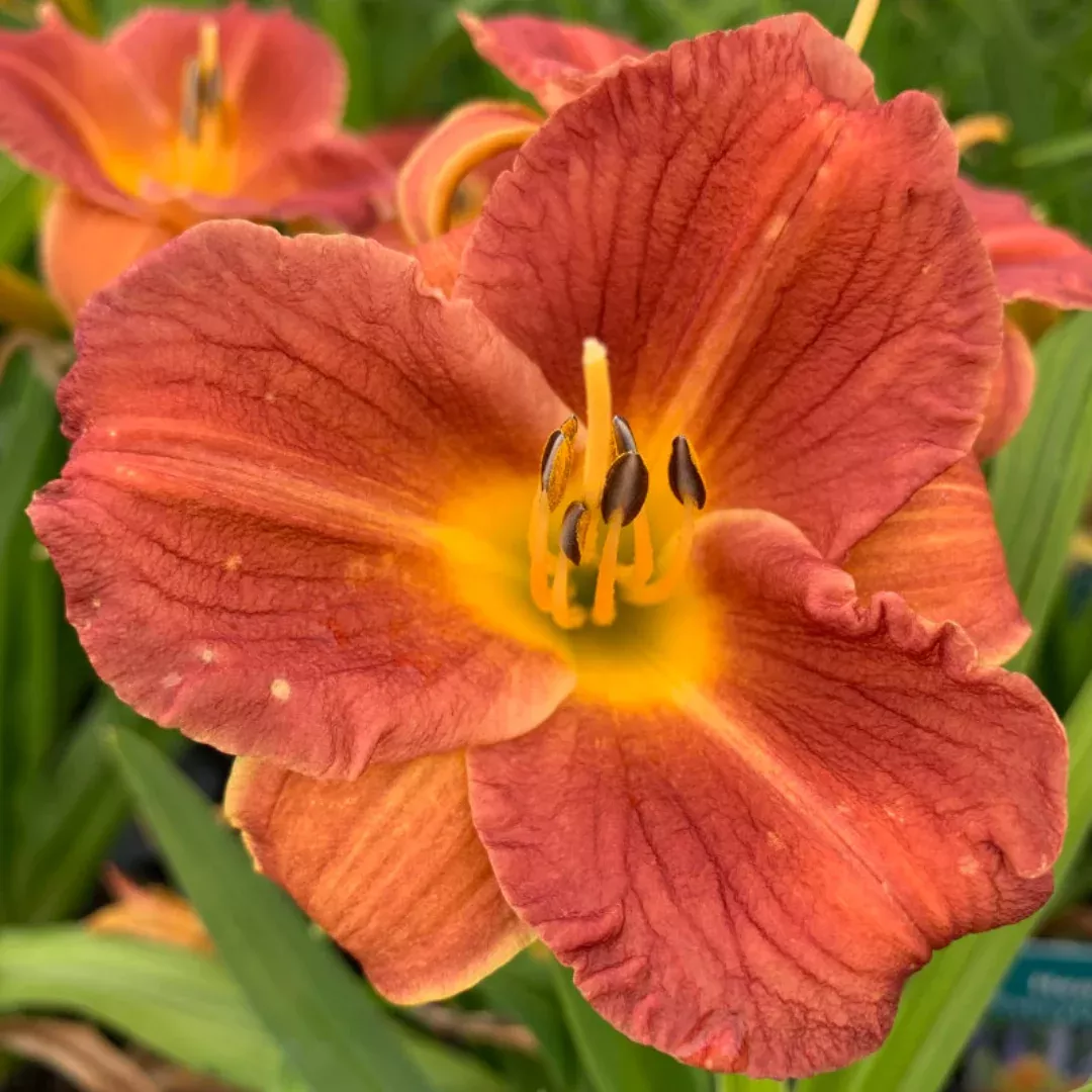 Hemerocallis 'EveryDaylily Orange'