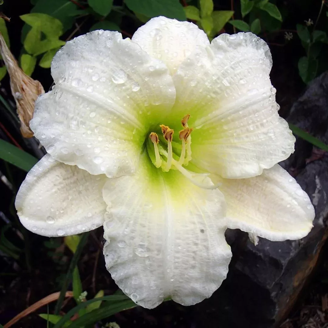 Hemerocallis 'Gentle Shepherd'