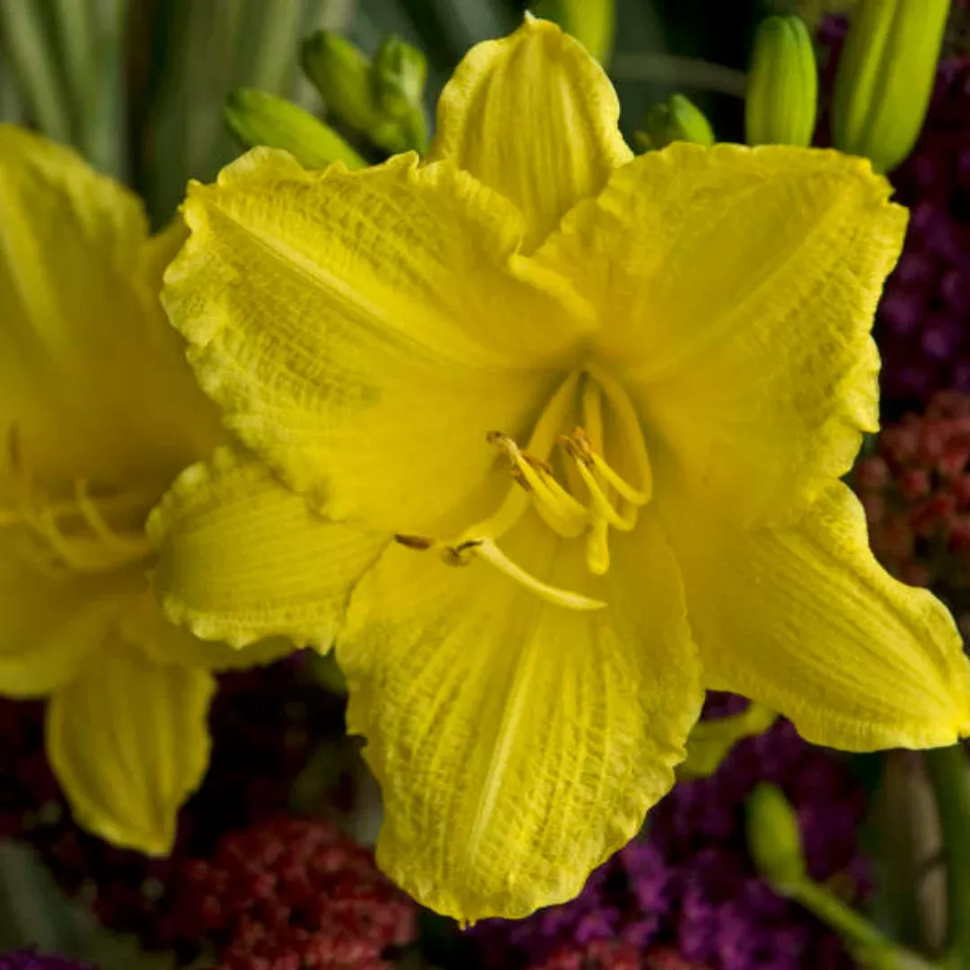 Hemerocallis 'Happy Returns'