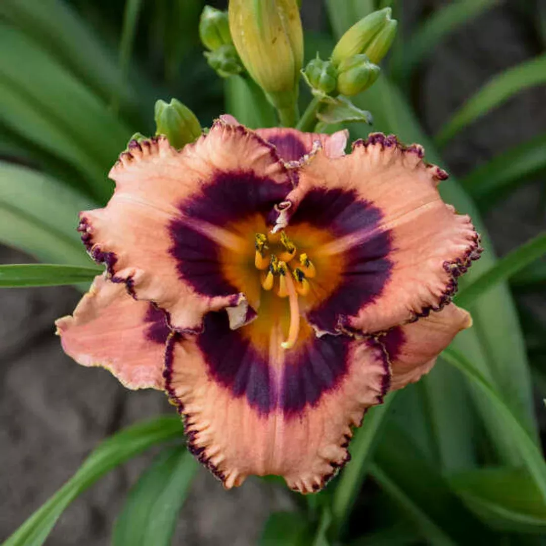 Hemerocallis 'Hungry Eyes'