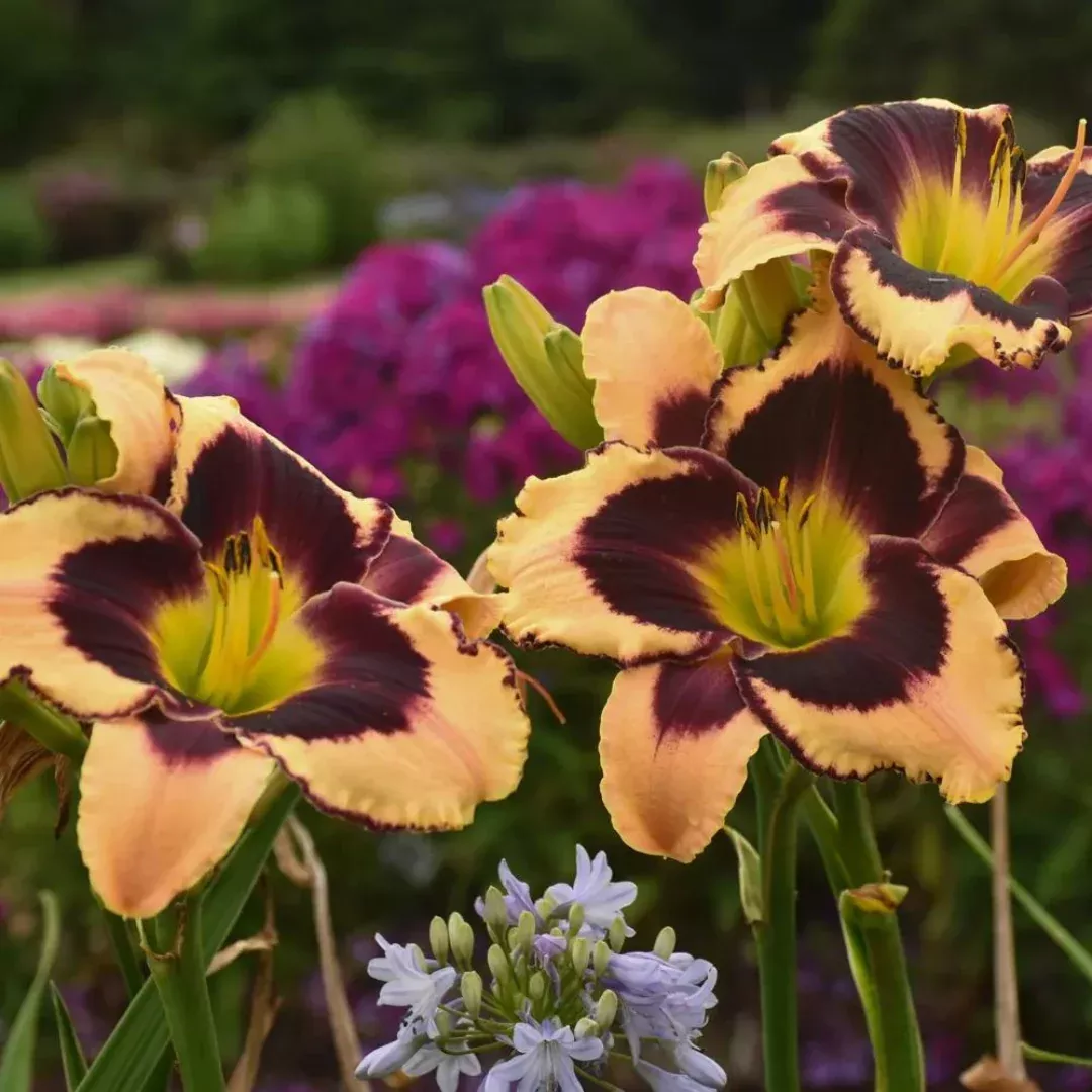 Hemerocallis 'Inkheart'