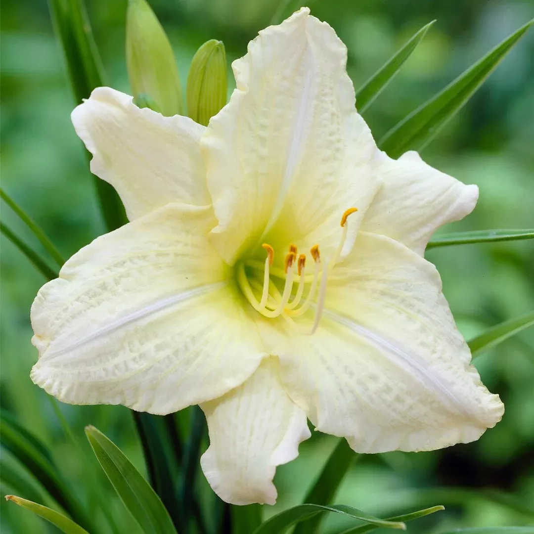 Hemerocallis 'Joan Senior'