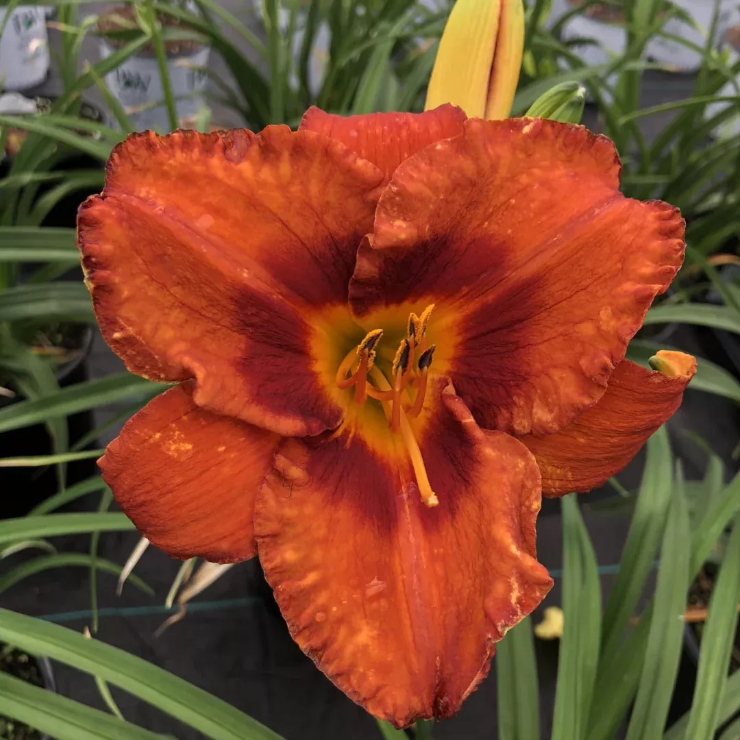 Hemerocallis 'Mighty Chesnut'