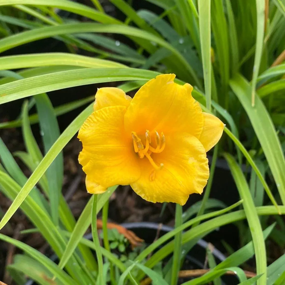 Hemerocallis 'Mini Stella'