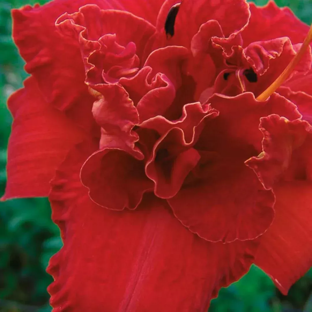 Hemerocallis 'Moses' Fire'