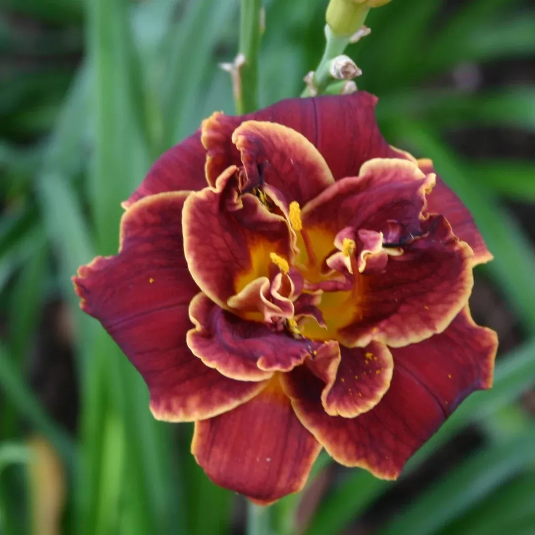 Hemerocallis 'Night Embers'