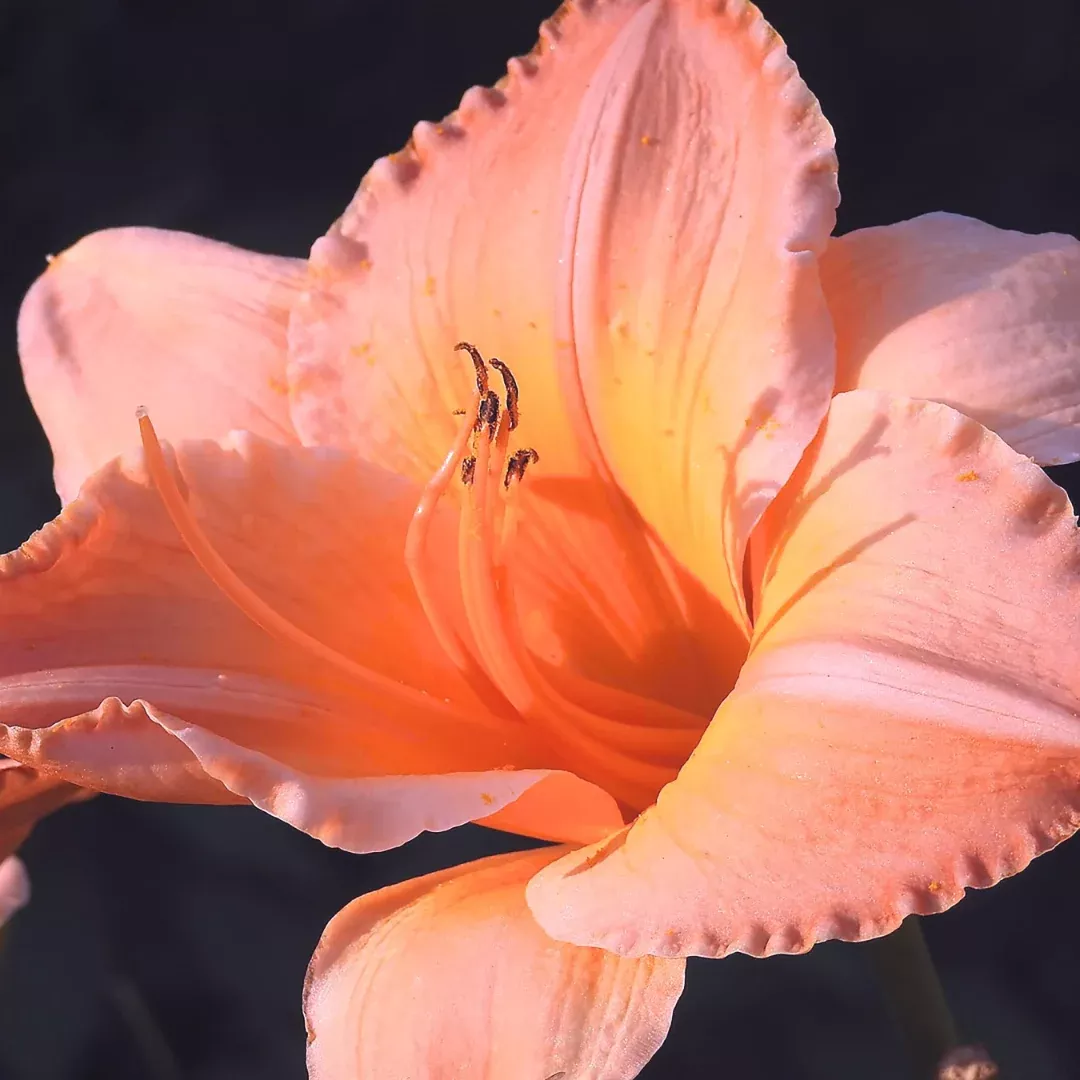 Hemerocallis 'On and On'